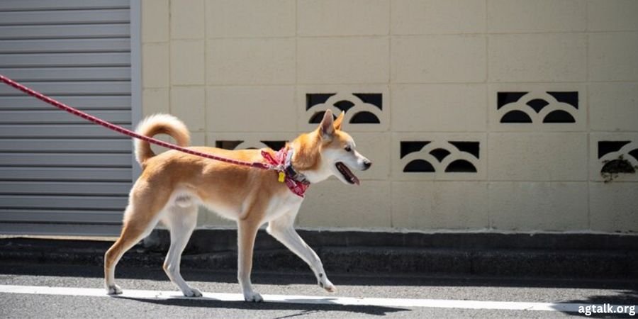 mexican street dog